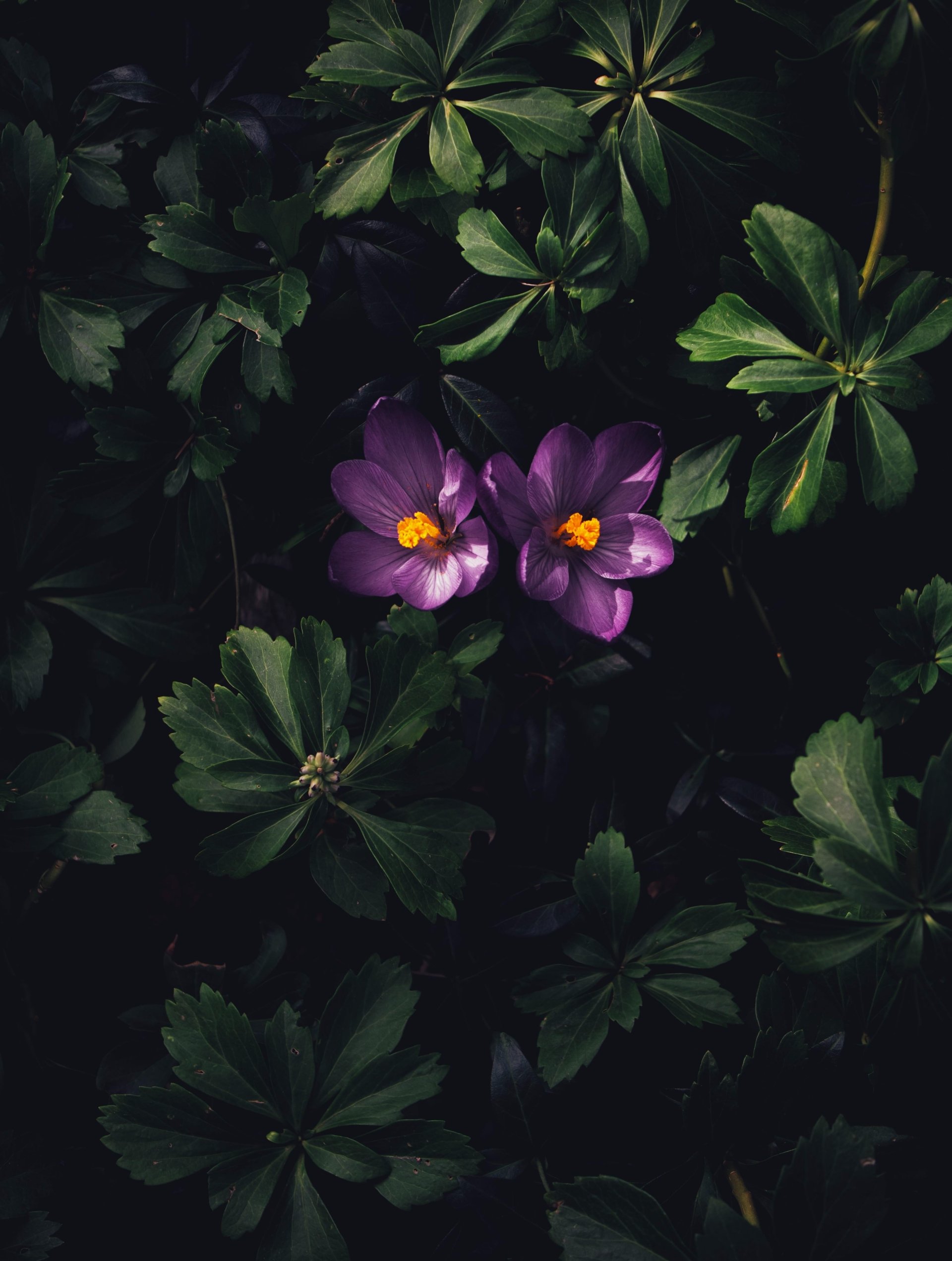 purple flower nature flower Image