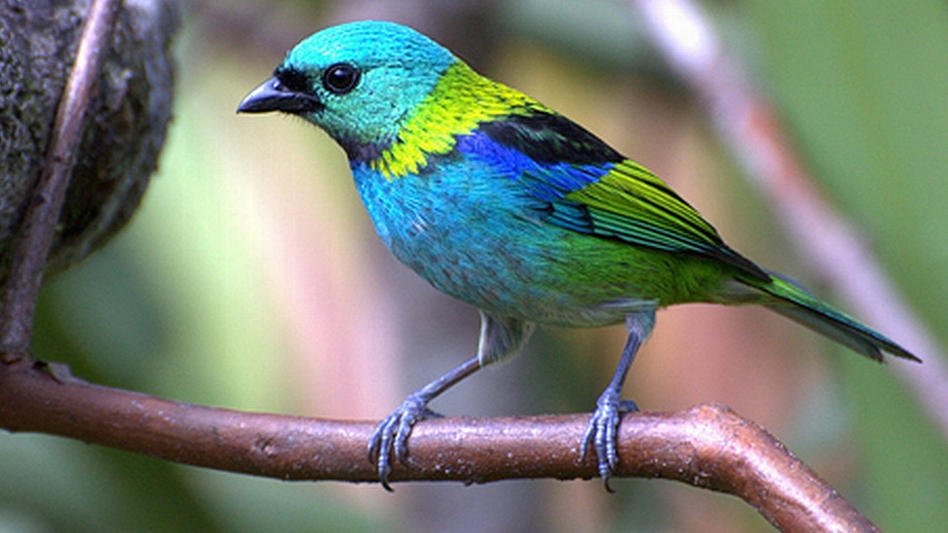 Green-headed Tanager - Desktop Wallpapers, Phone Wallpaper, PFP, Gifs ...