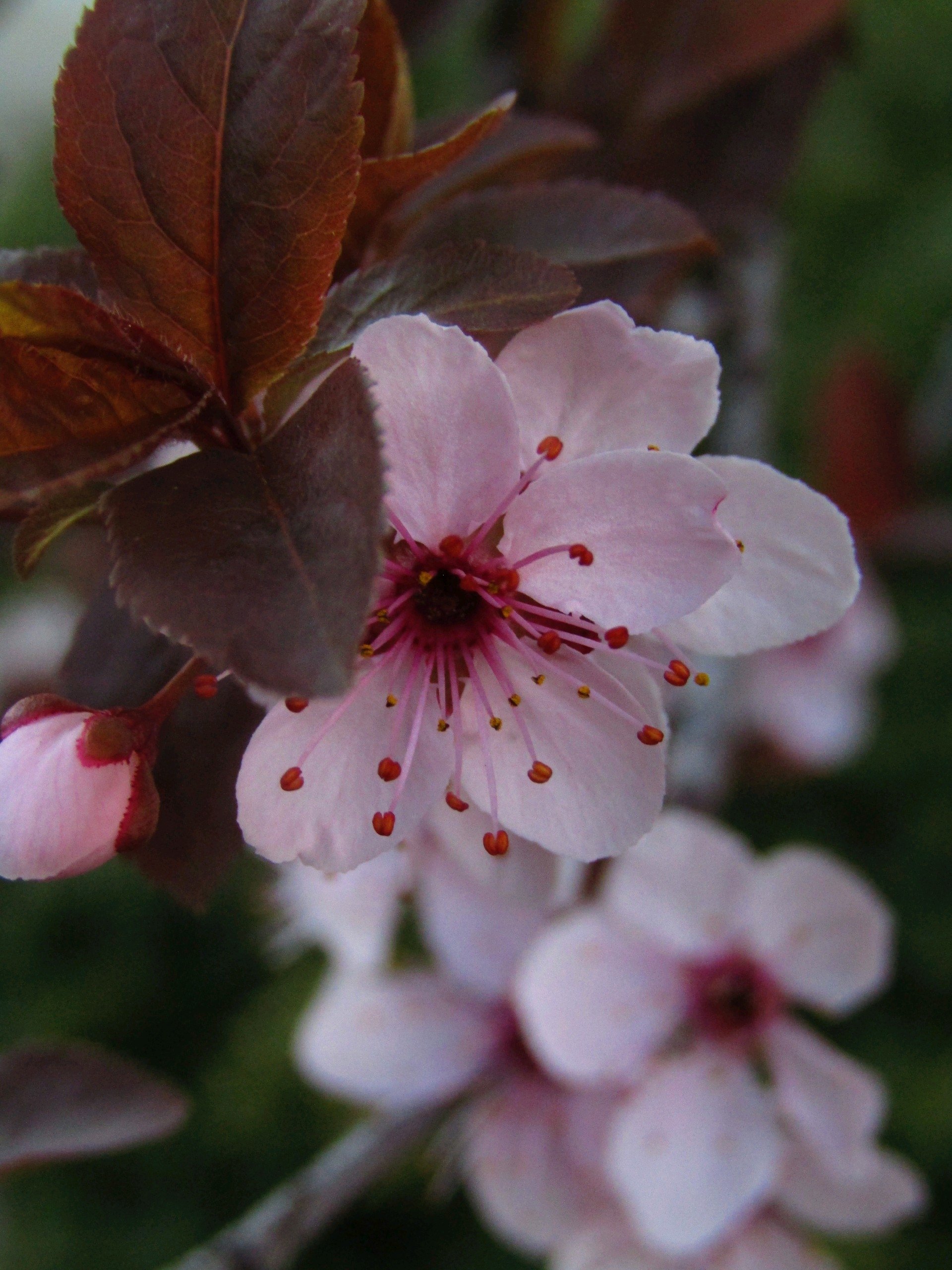  Cherry blossom closeup macro