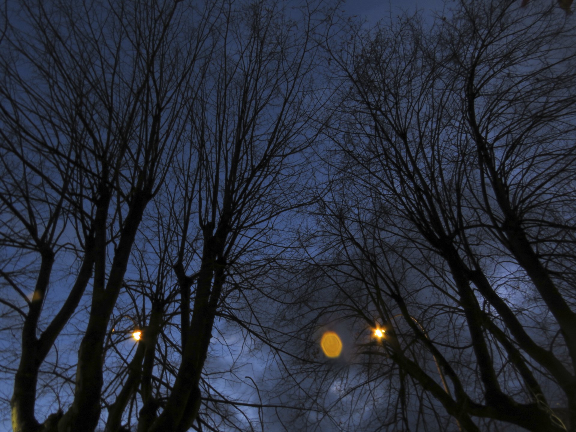 tree dark night Image