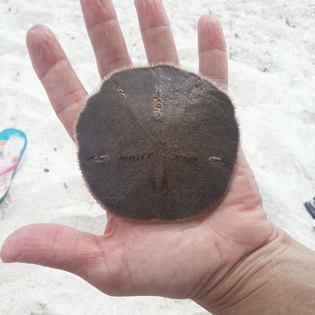 Sand Dollar Picture