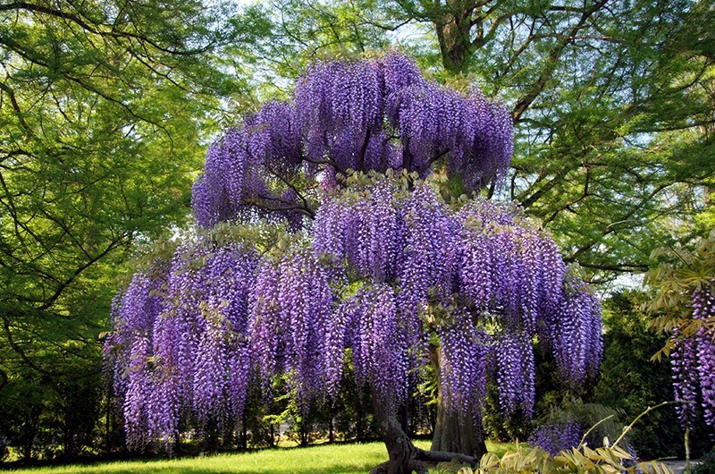 Fully Bloomed Purple Wisteria Tree