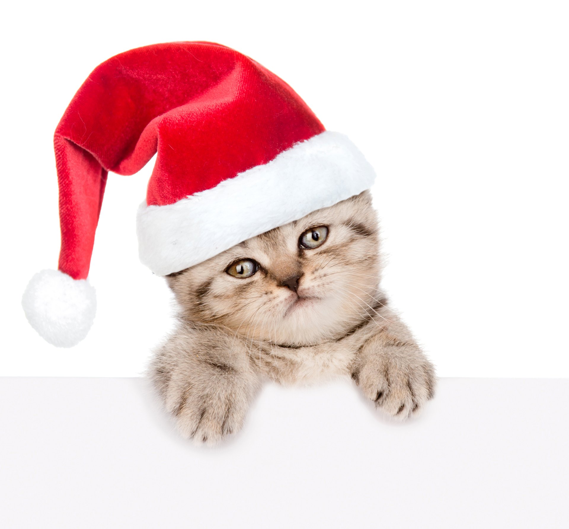  Christmas Kitten