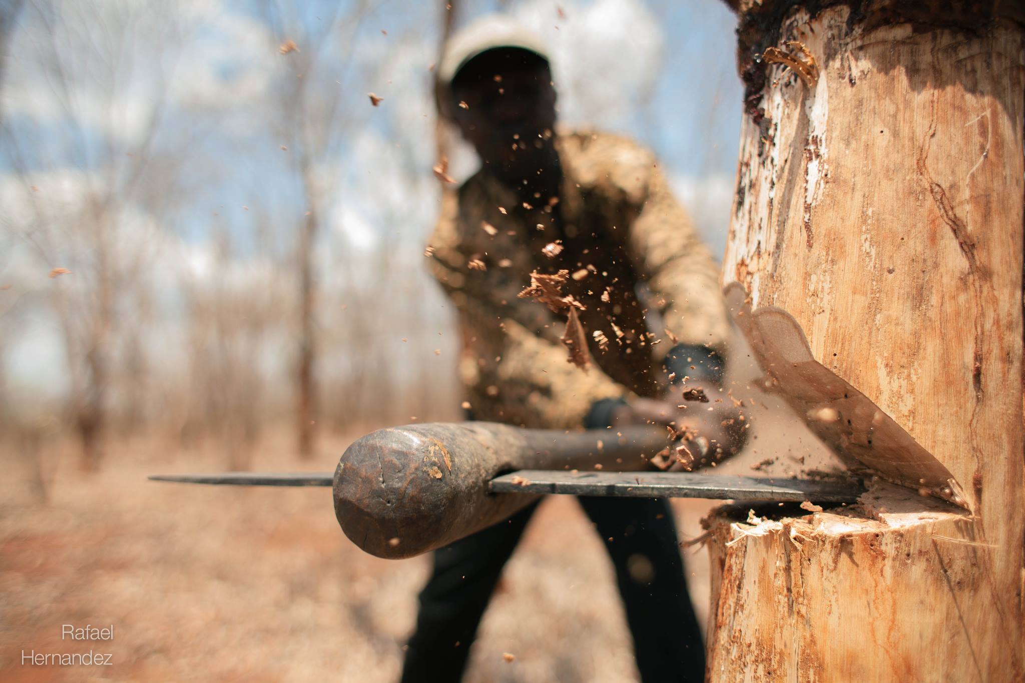 Macro shot of lumberjack cutting down a tree.