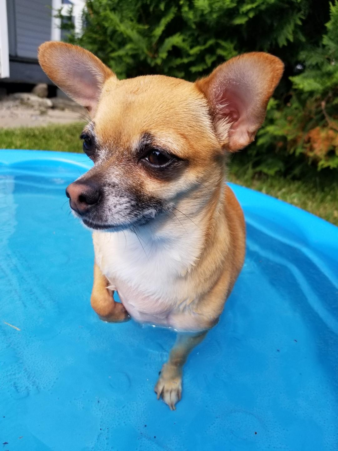 My Grand Doggy Mia in her First Swimming Pool