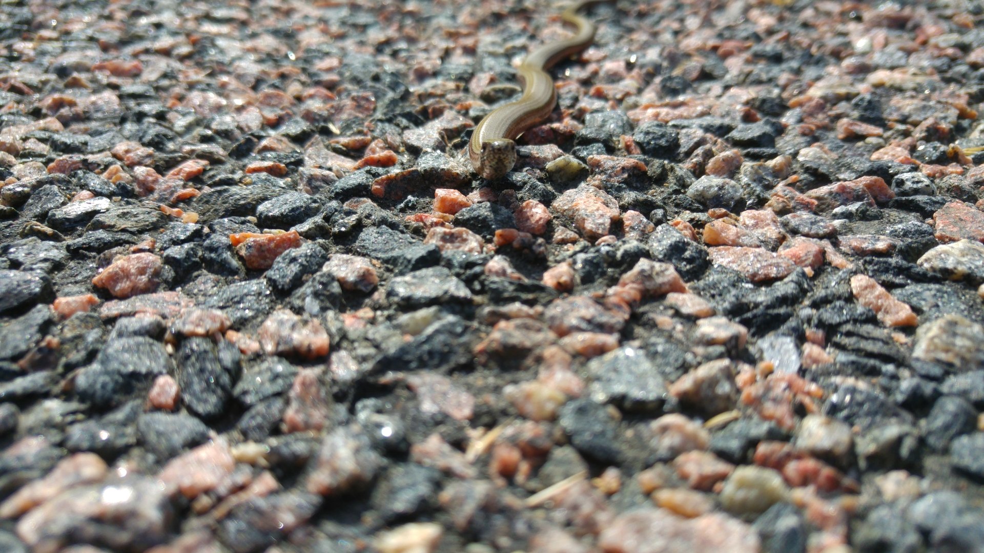  Not a snake just a swedish lizard.