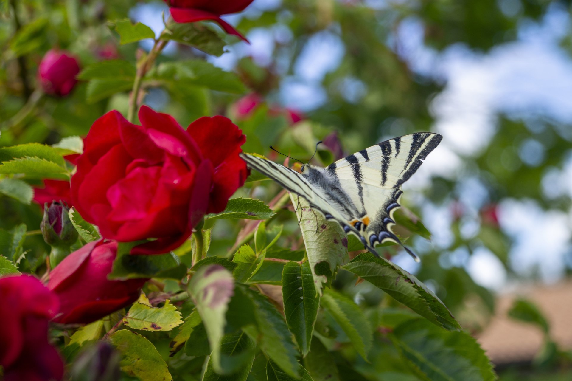 Animal butterfly Image