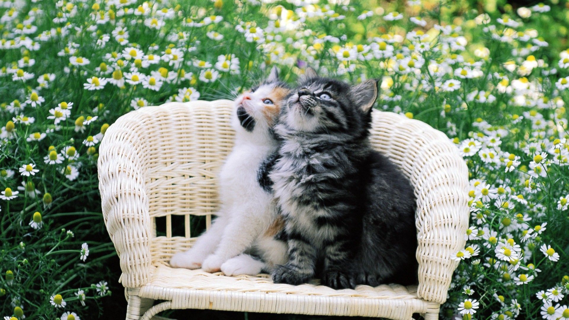 2 Cute Cats Bird Watching 😀