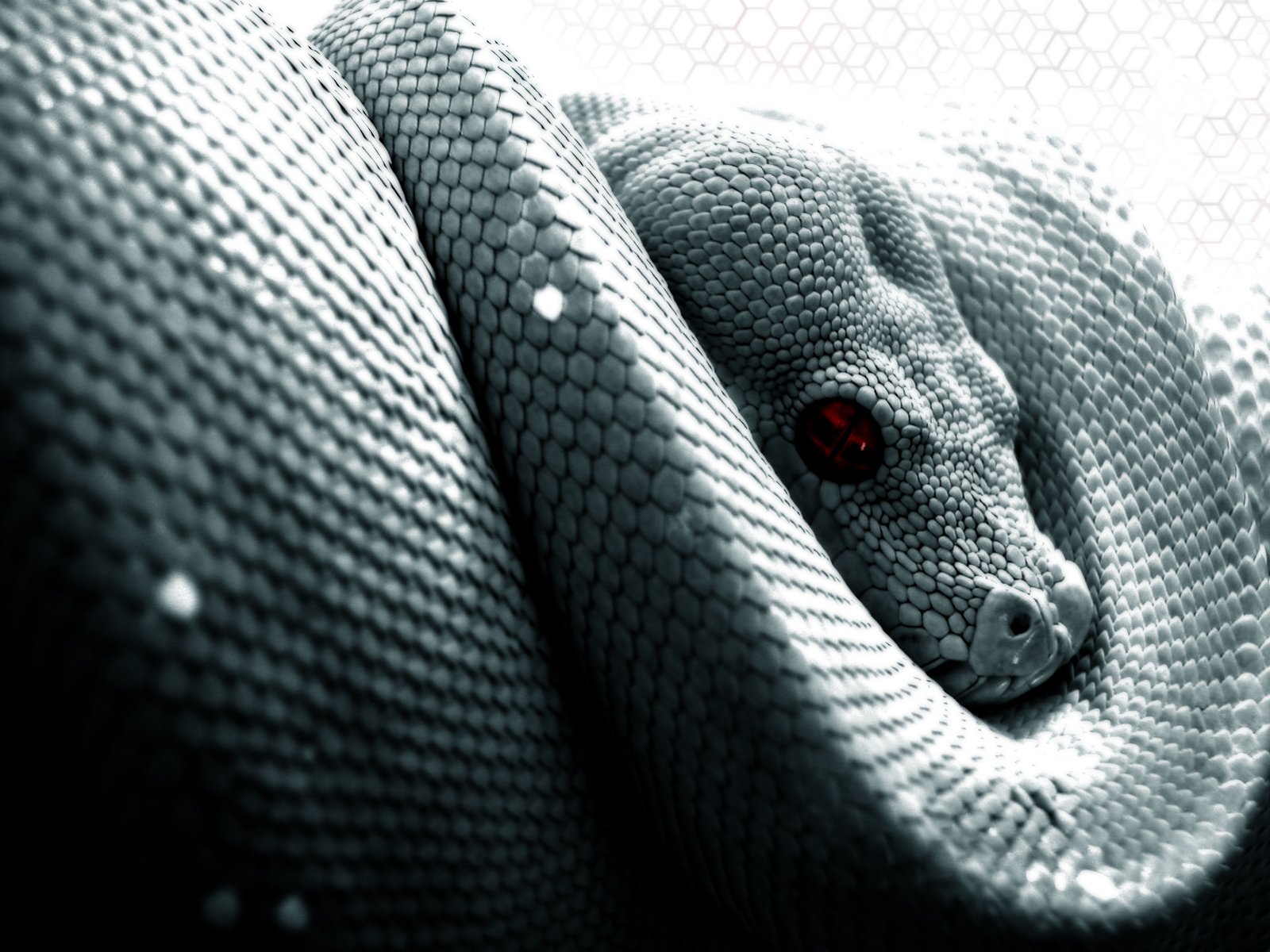 snake Animal python Image