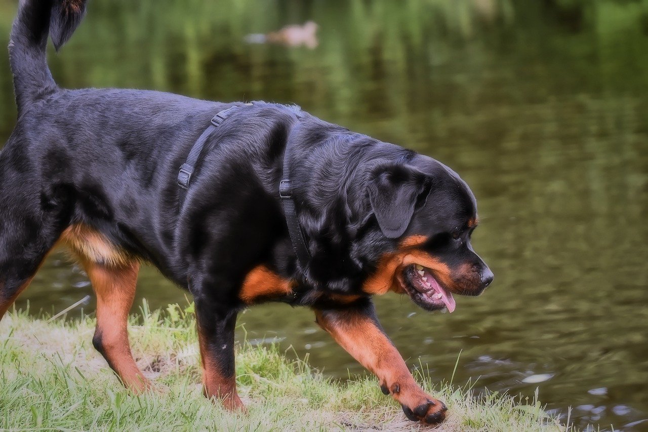 Animal rottweiler Image