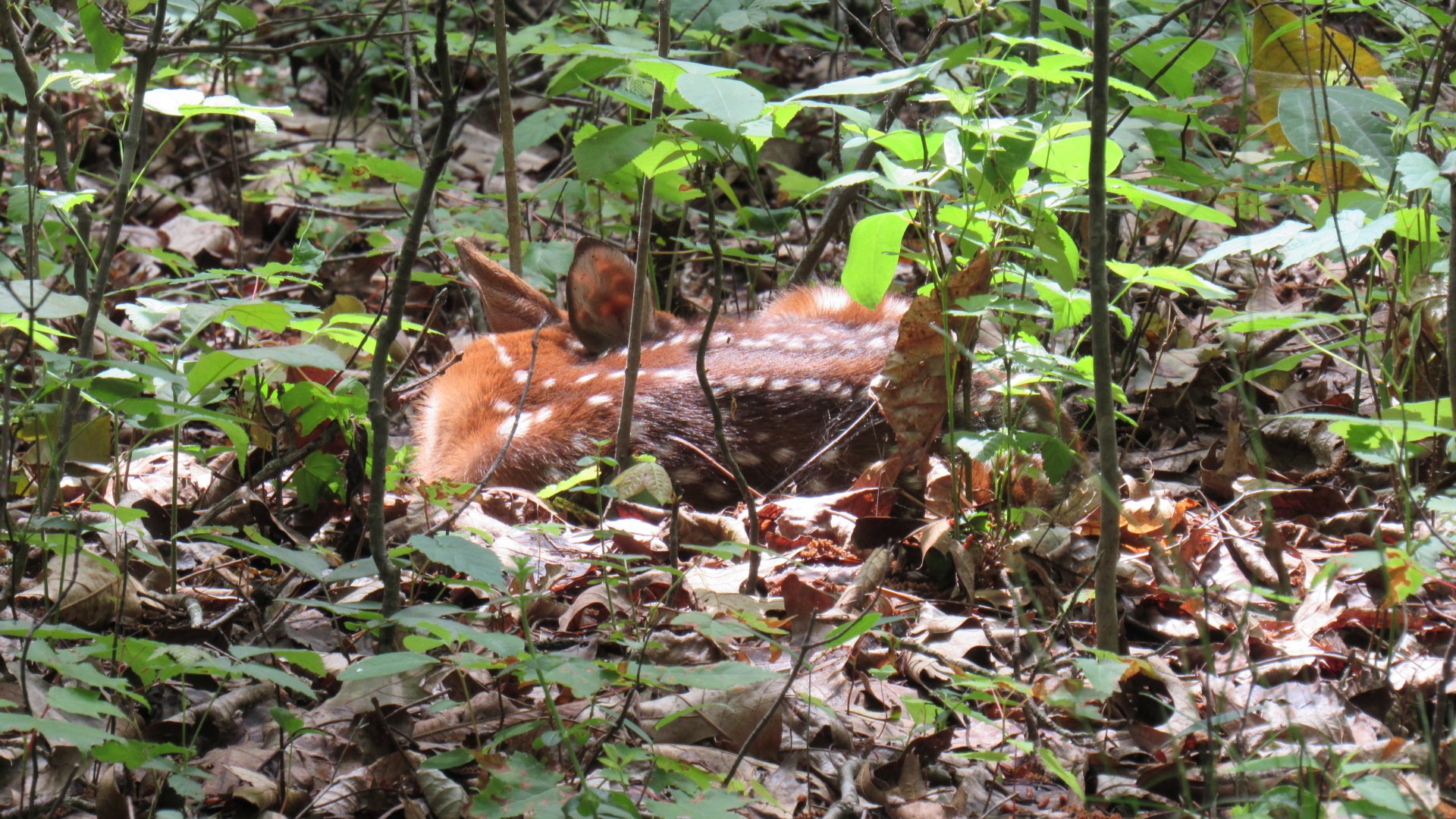  Sleeping Fawn