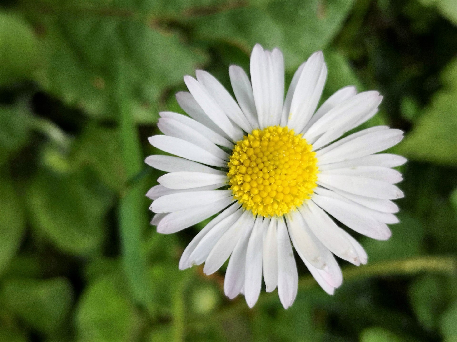 Daisy Picture - Image Abyss