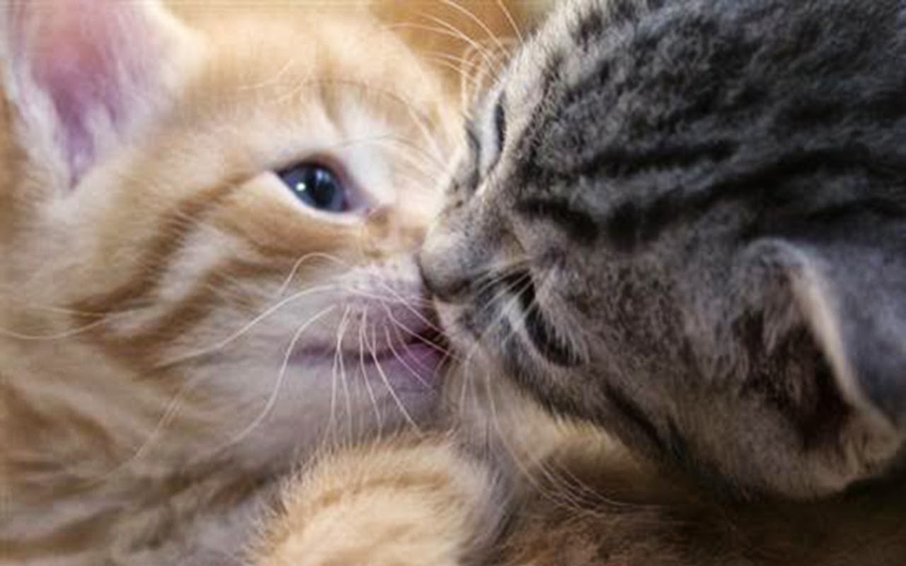 Любимый котенок картинки. Котята любовь. Котики обнимаются. Котик целует. Влюбленные кисы.