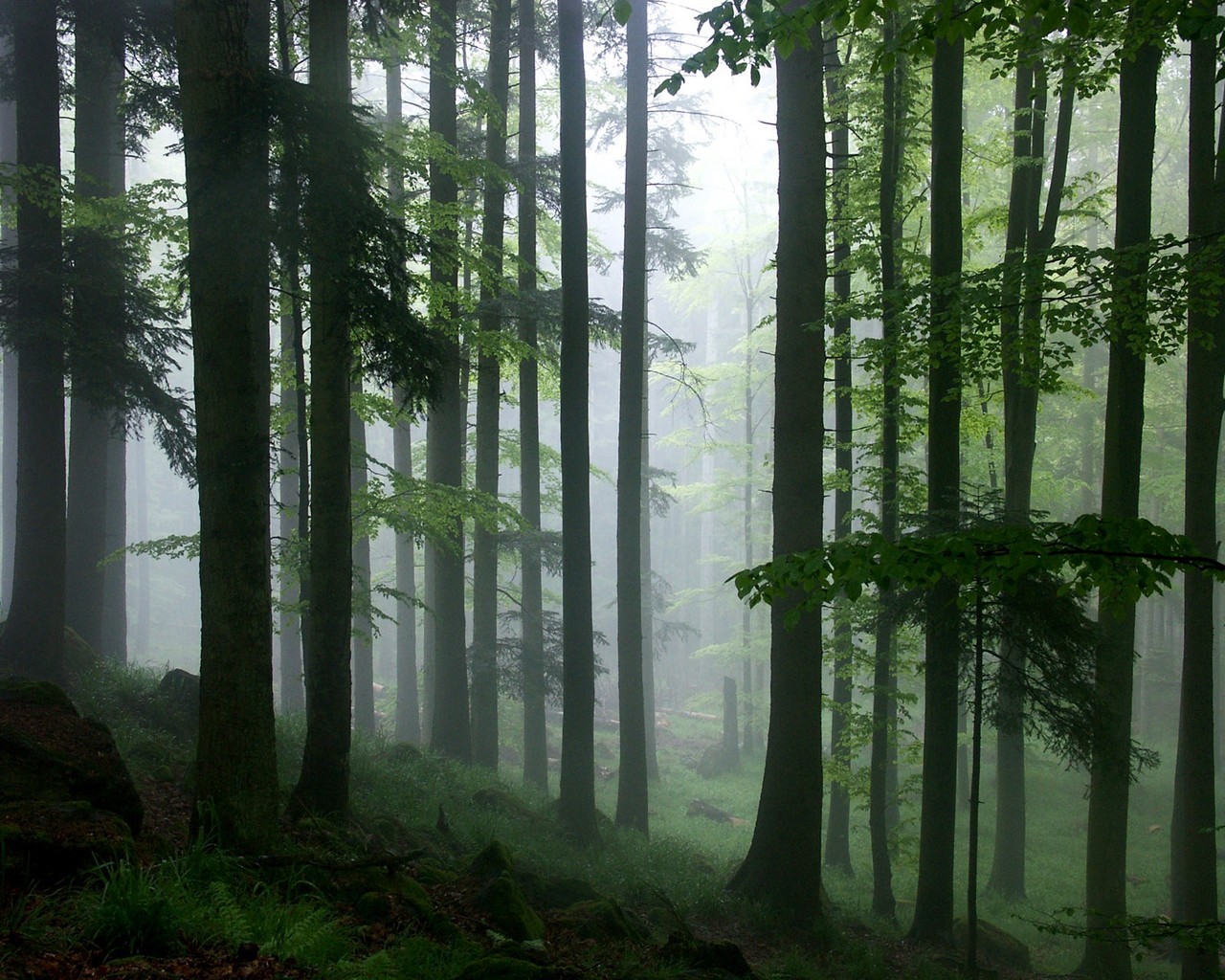 Forest Picture