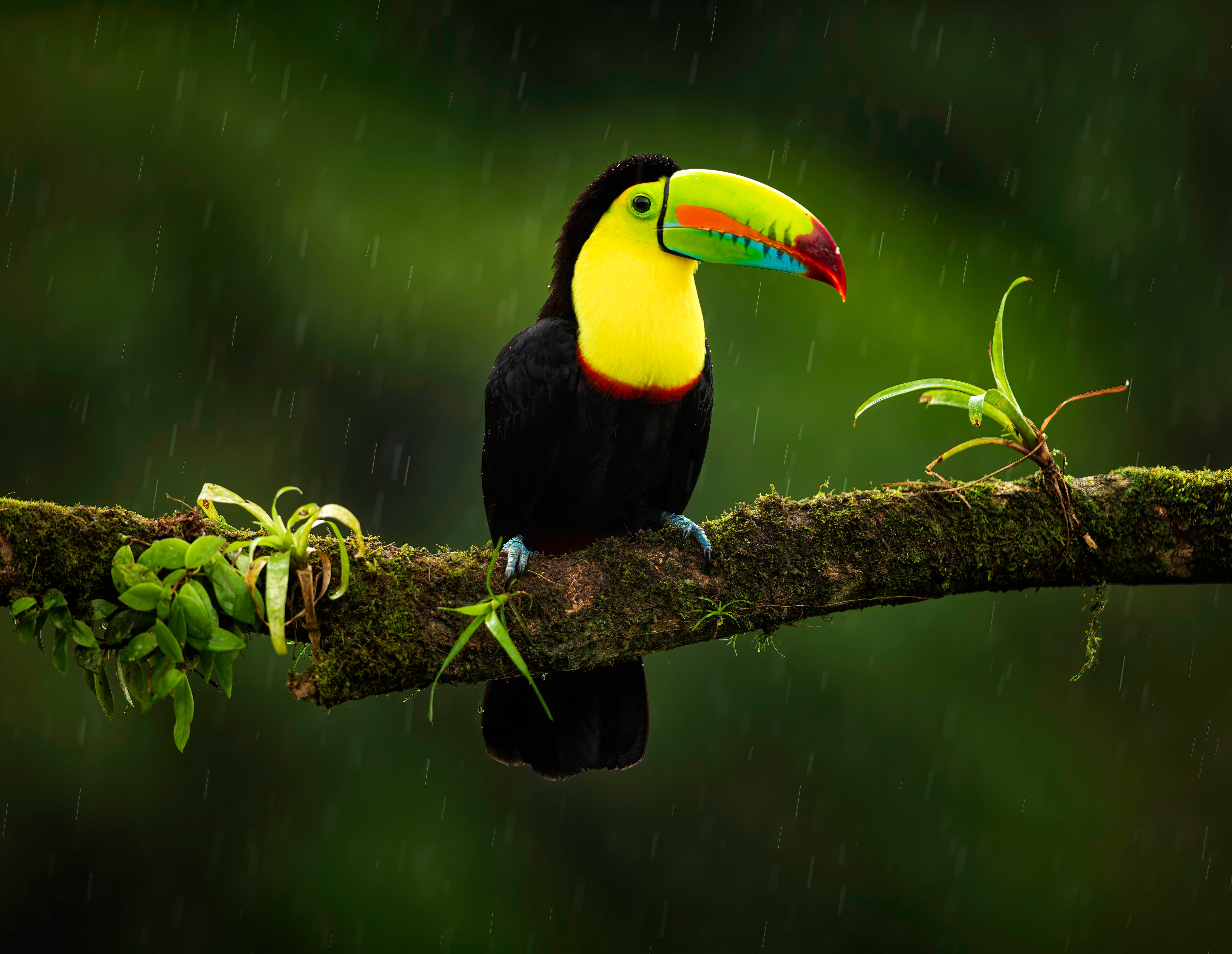 Toucan Picture by Zdeněk Macháček