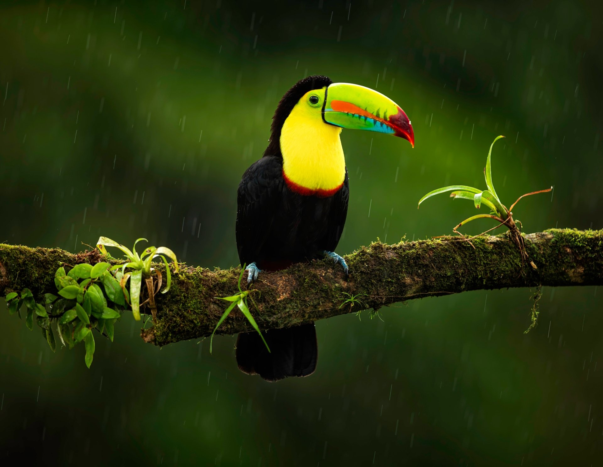 bird Animal toucan Image