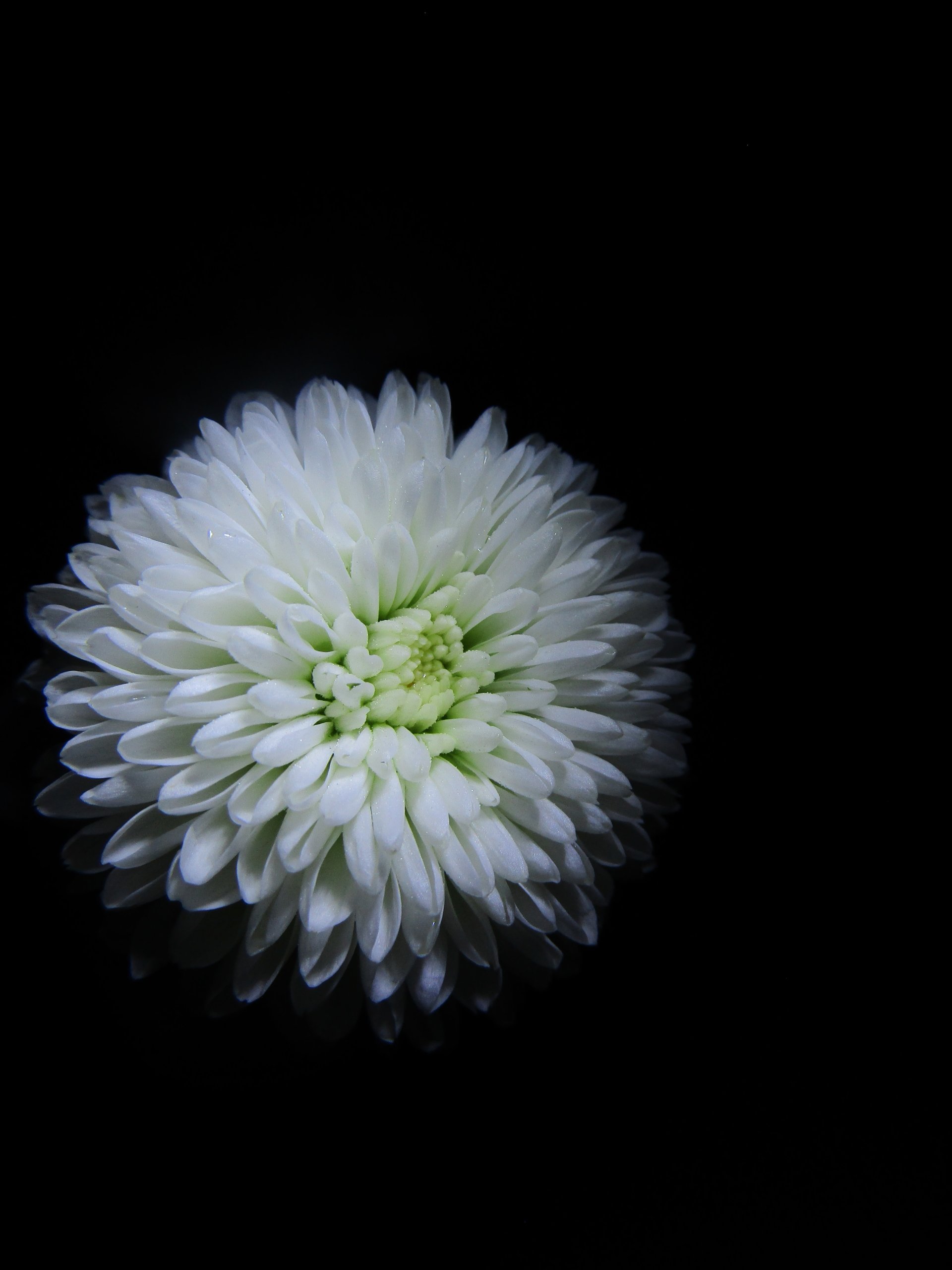  Multipetaled flower