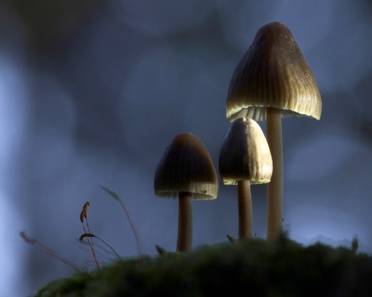 Three mushrooms glow softly against a blurred natural background, highlighting their delicate features and the surrounding mossy terrain. Nature's beauty captured in twilight.