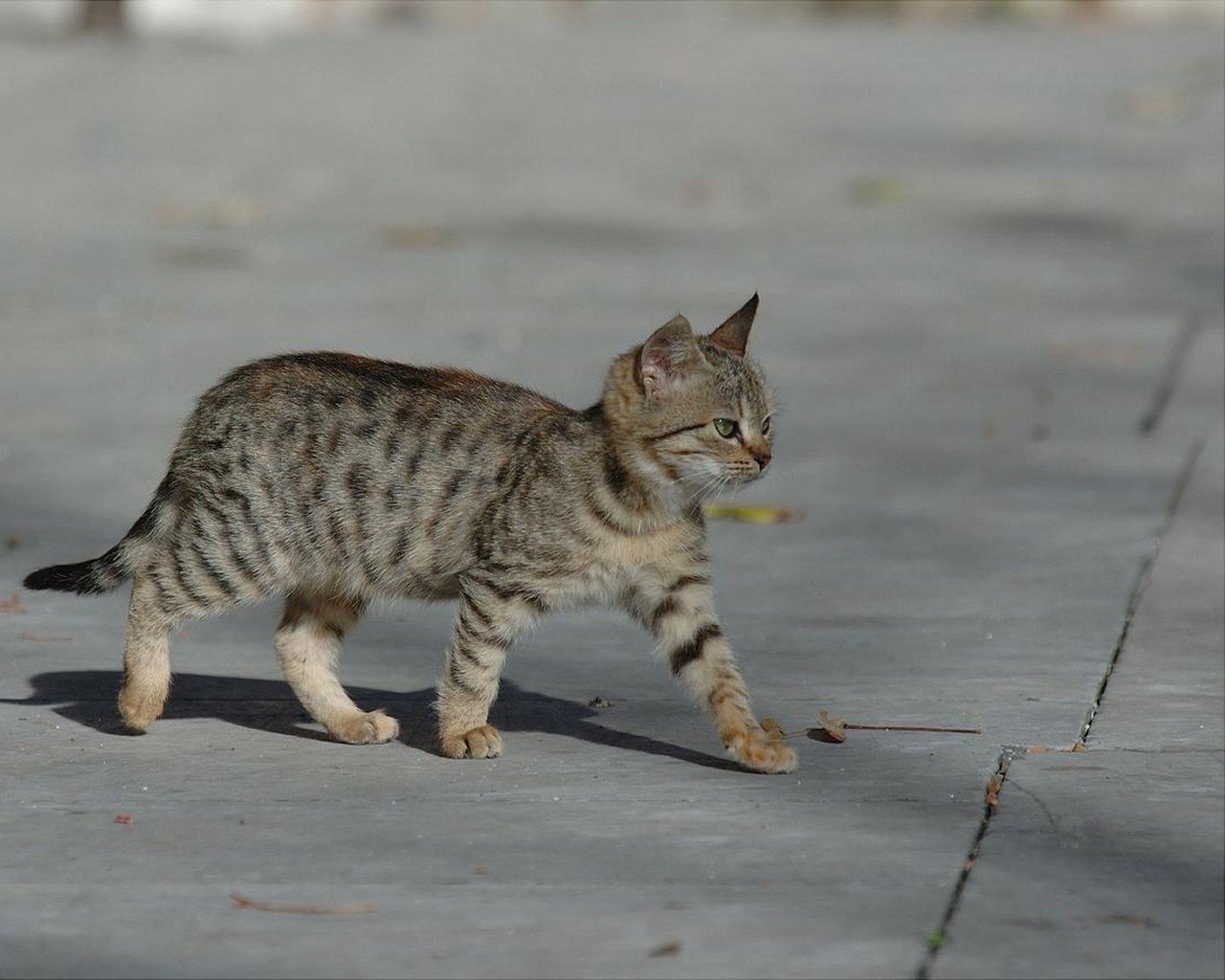 A playful kitten walks confidently along a paved surface, showcasing its adorable striped coat and curious demeanor as it explores its surroundings.