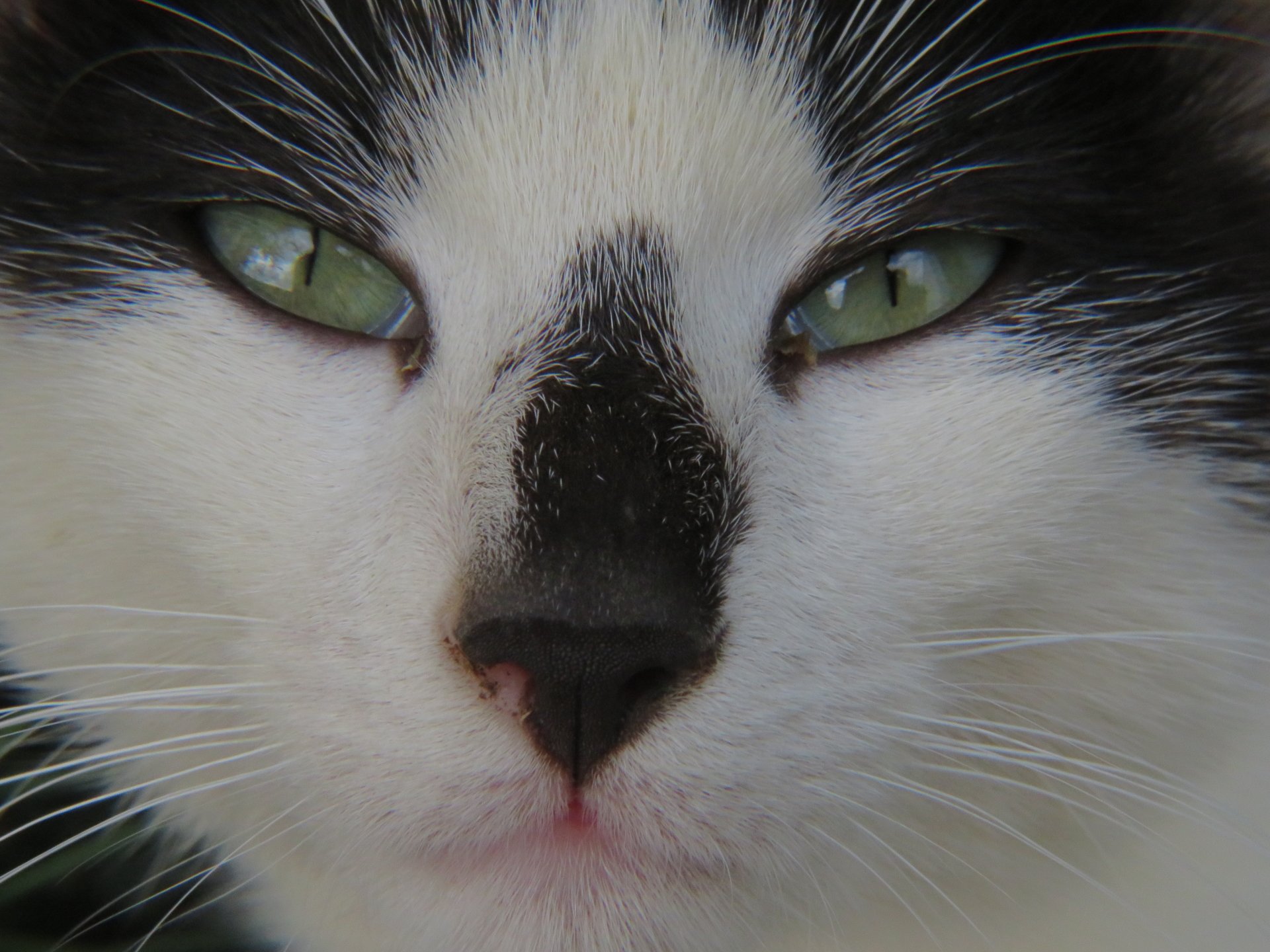 Close-up of a black-and-white cat's face with green eyes, prominent whiskers, and a distinctive black mark on its nose.