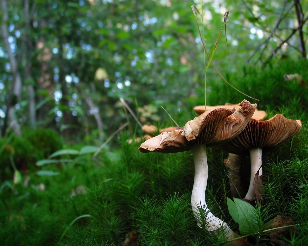 A close-up of mushrooms growing on lush green moss, surrounded by a vibrant forest background, showcasing the beauty of nature.