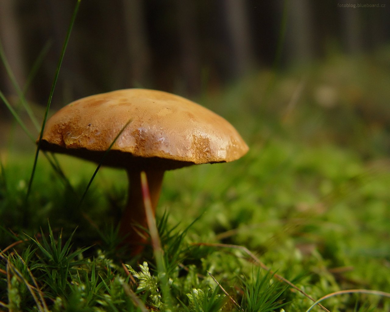 A solitary mushroom with a smooth, brown cap stands on a bed of vibrant green moss, surrounded by the tranquil beauty of nature.
