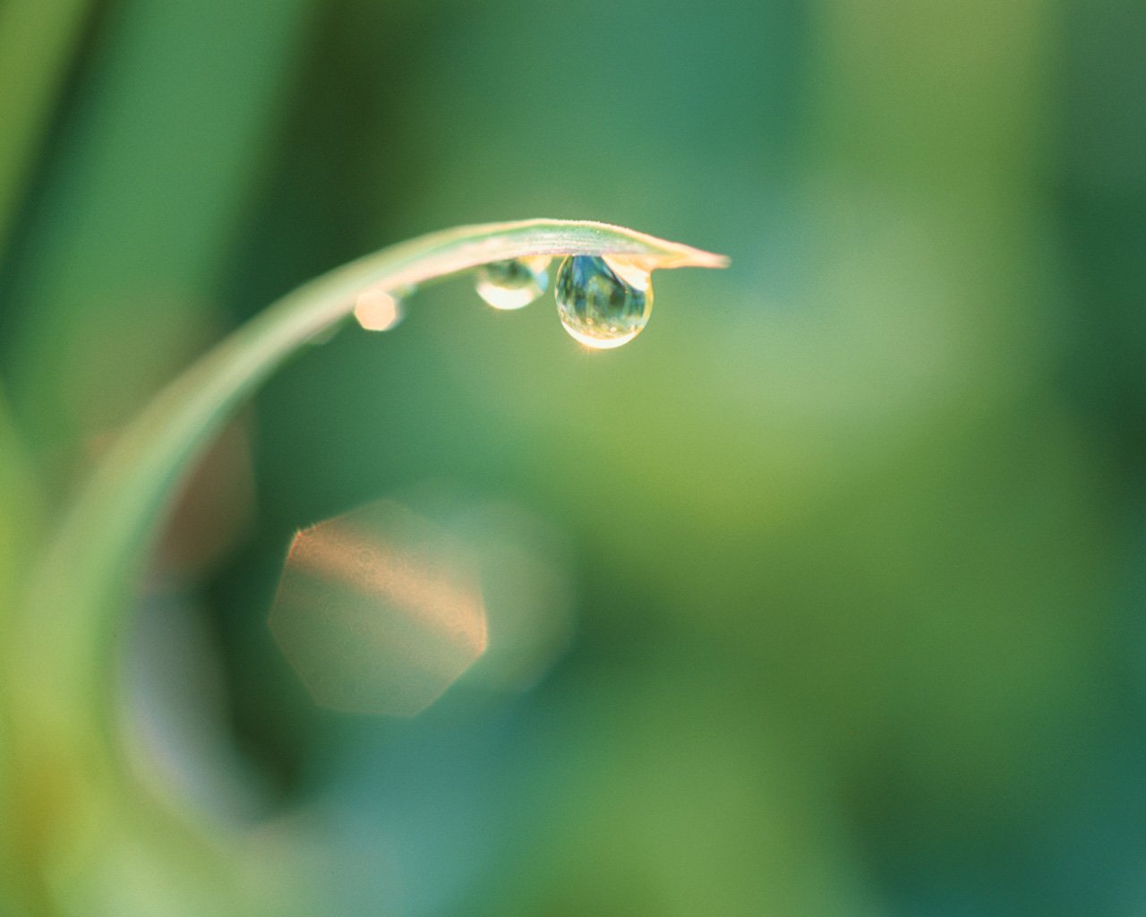 nature water drop Image