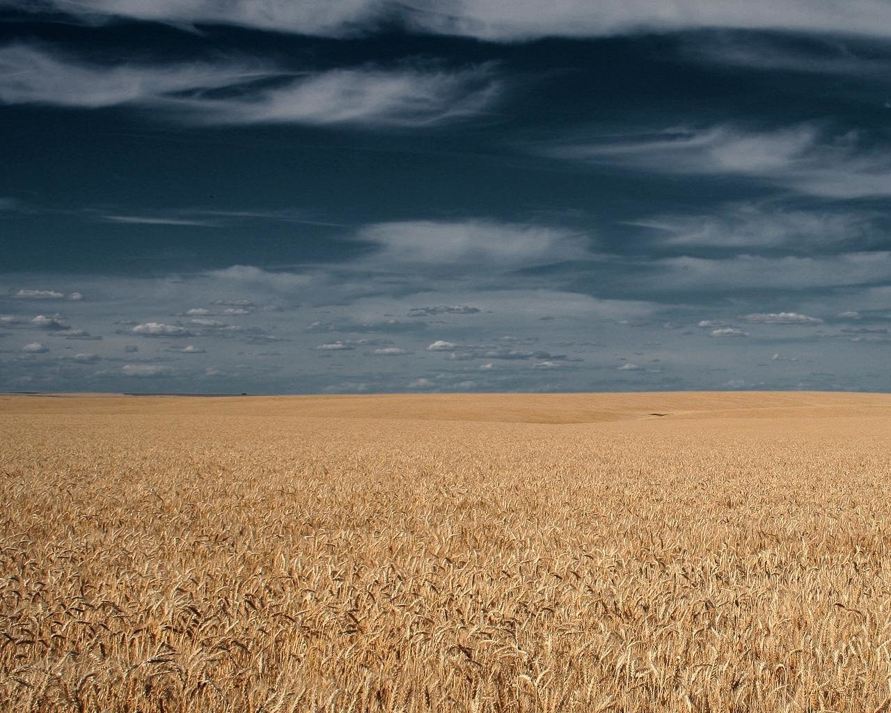 nature wheat Image