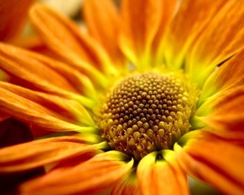 Preview Image 464725