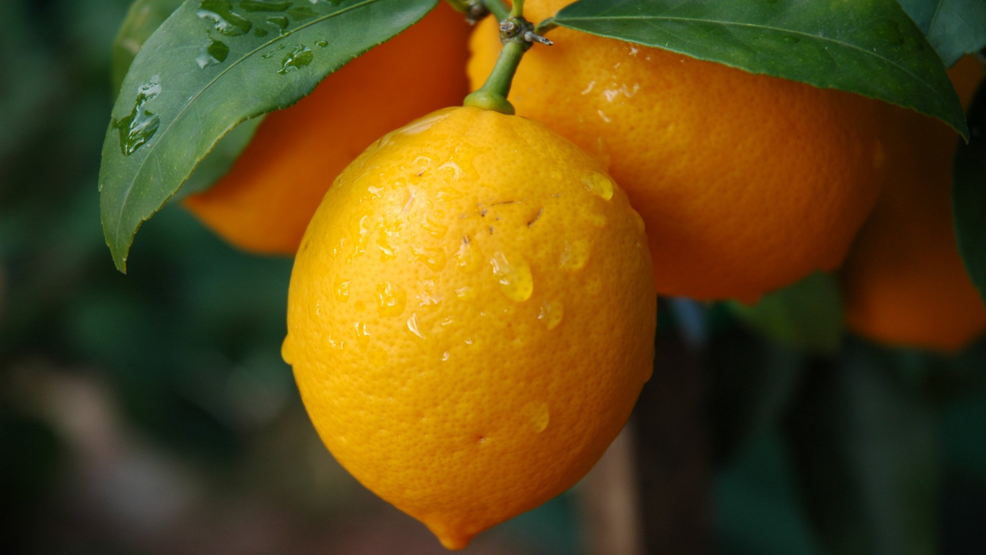food lemon Image