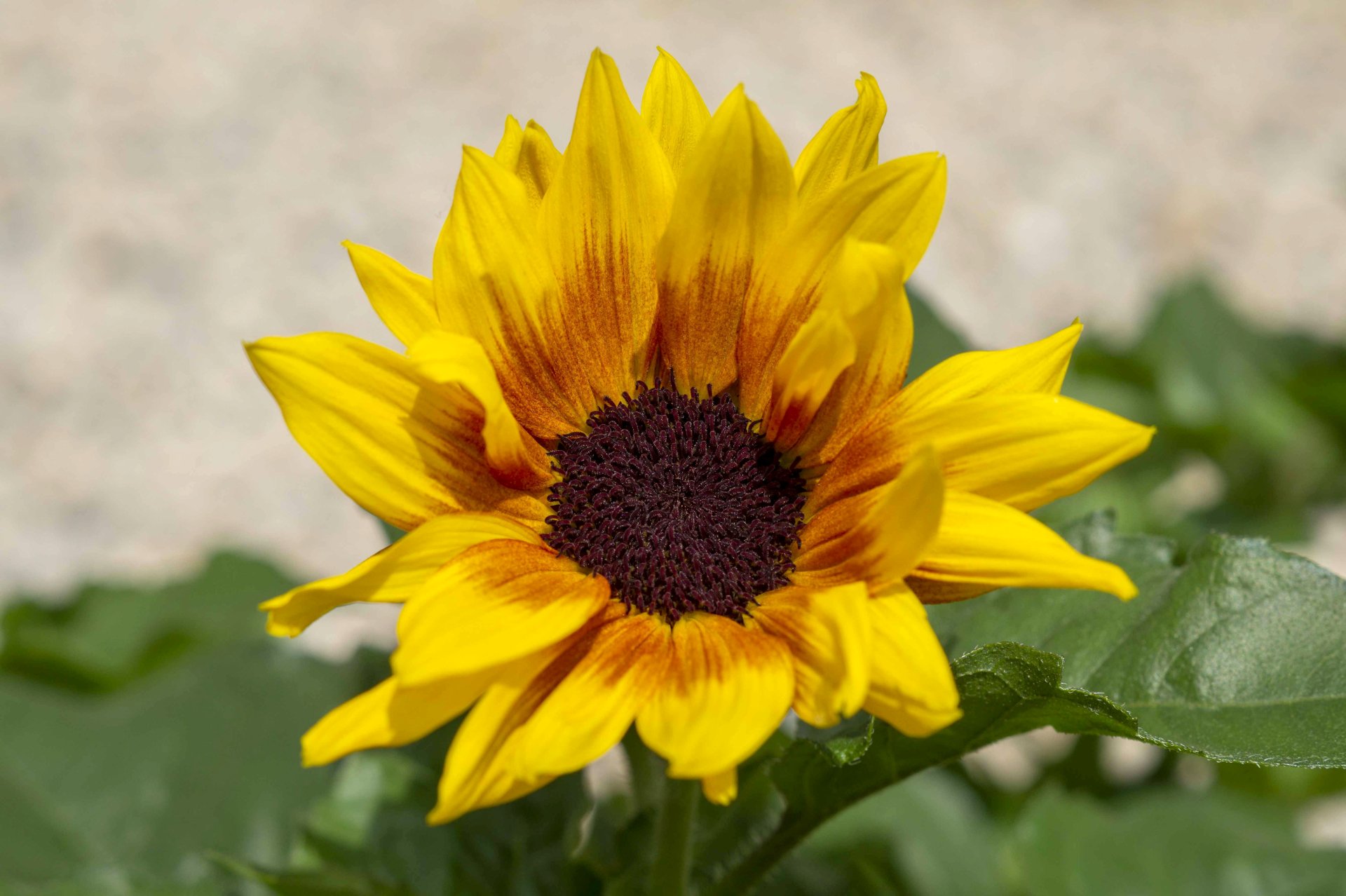 nature sunflower Image