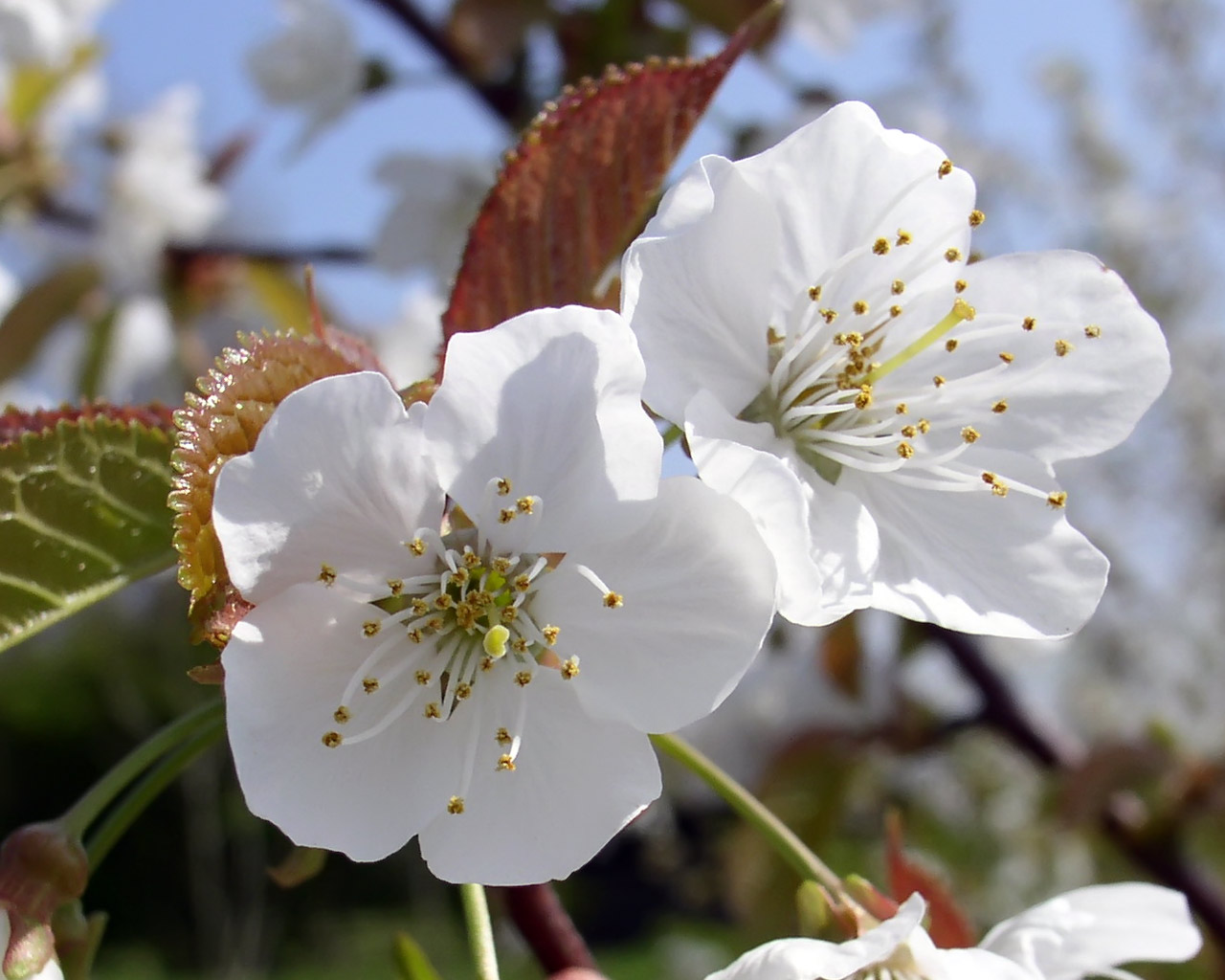 Flower Picture - Image Abyss