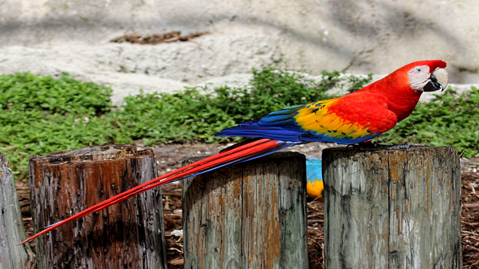 Scarlet Macaw Picture