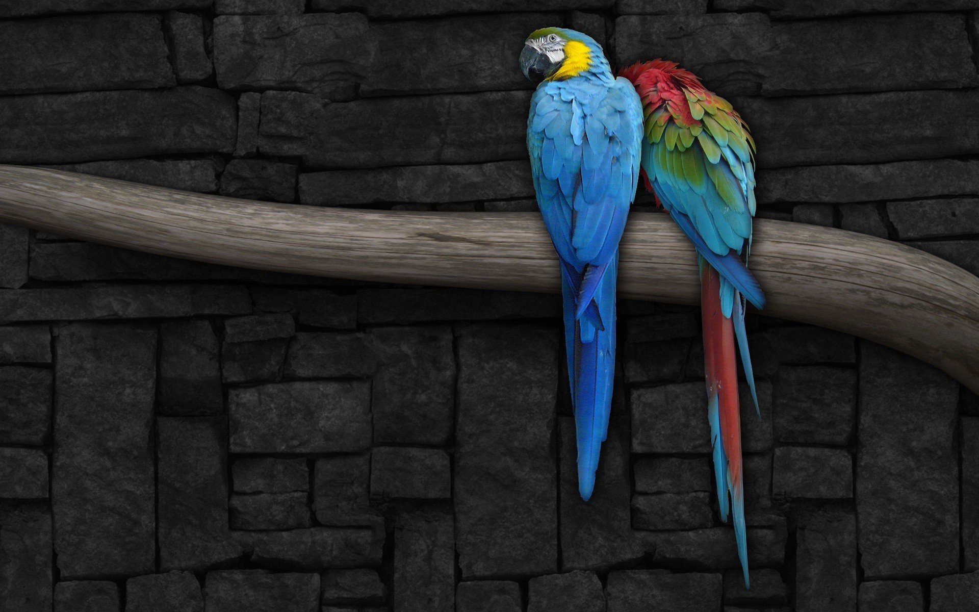 Blue and Gold Macaw and Scarlet Macaw on Branch