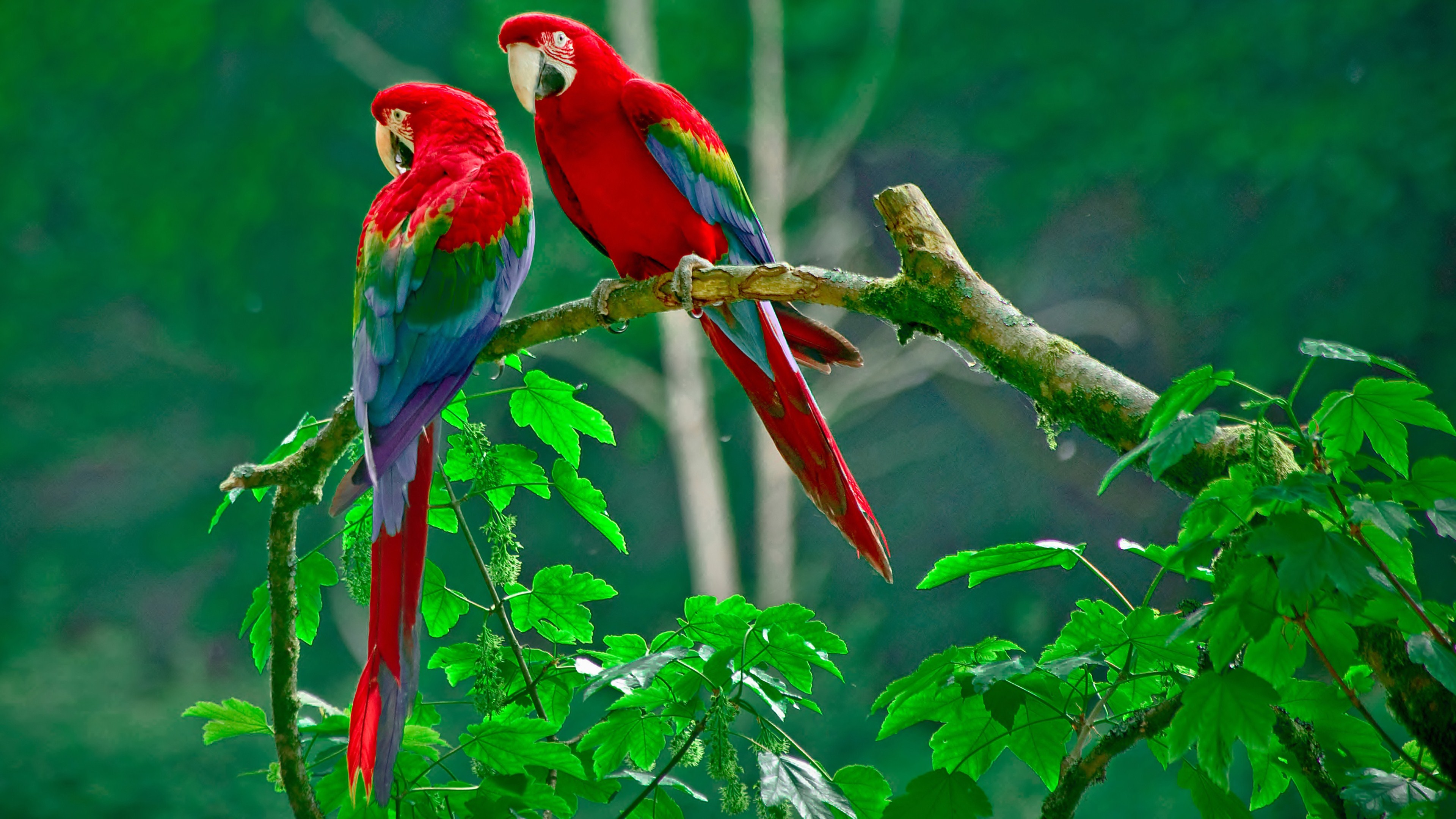 Red-and-green Macaw Picture