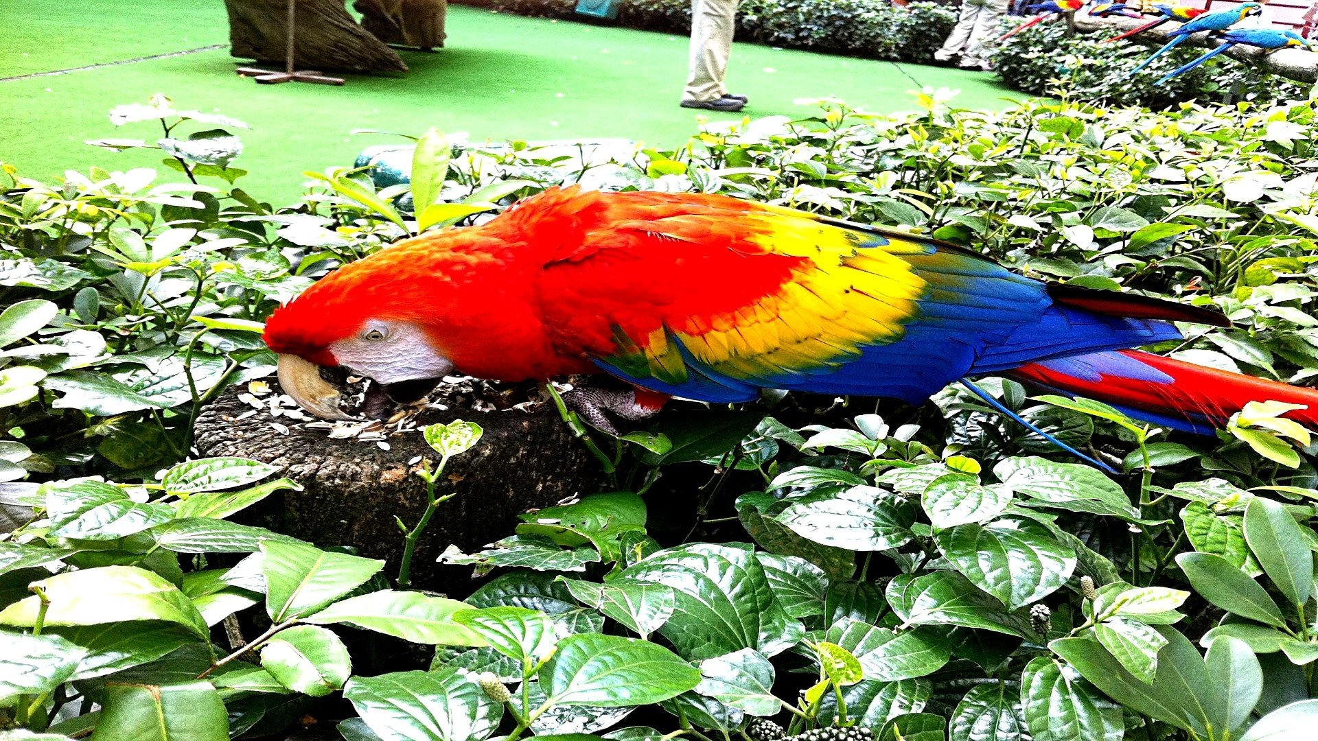 Animal scarlet macaw Image