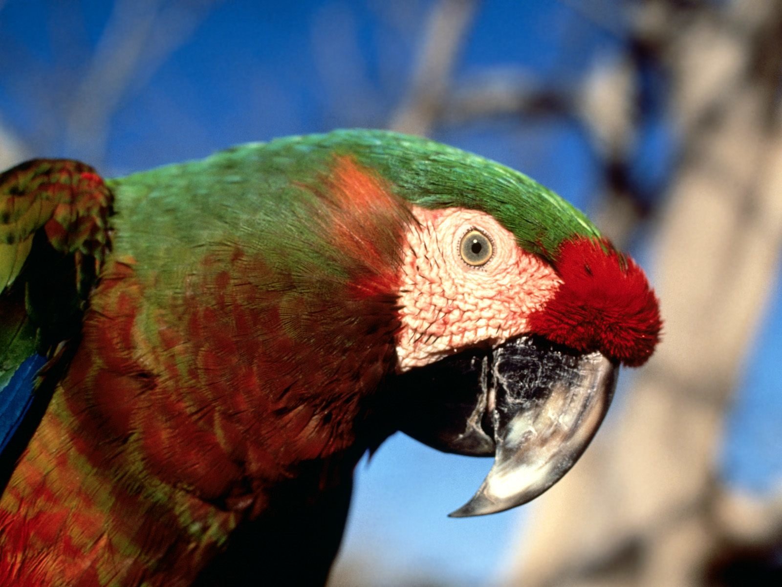 Close-up of a military macaw showing its vibrant green and red feathers against a blurred natural background.