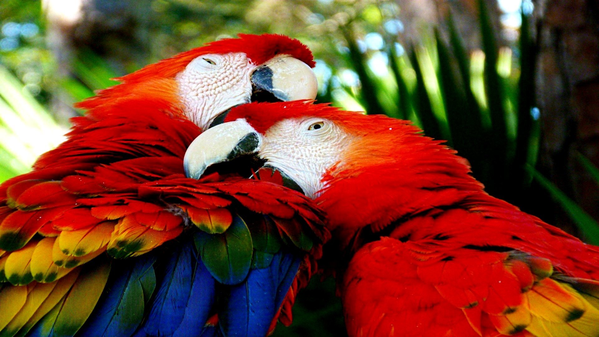 Download Animal Scarlet Macaw Image