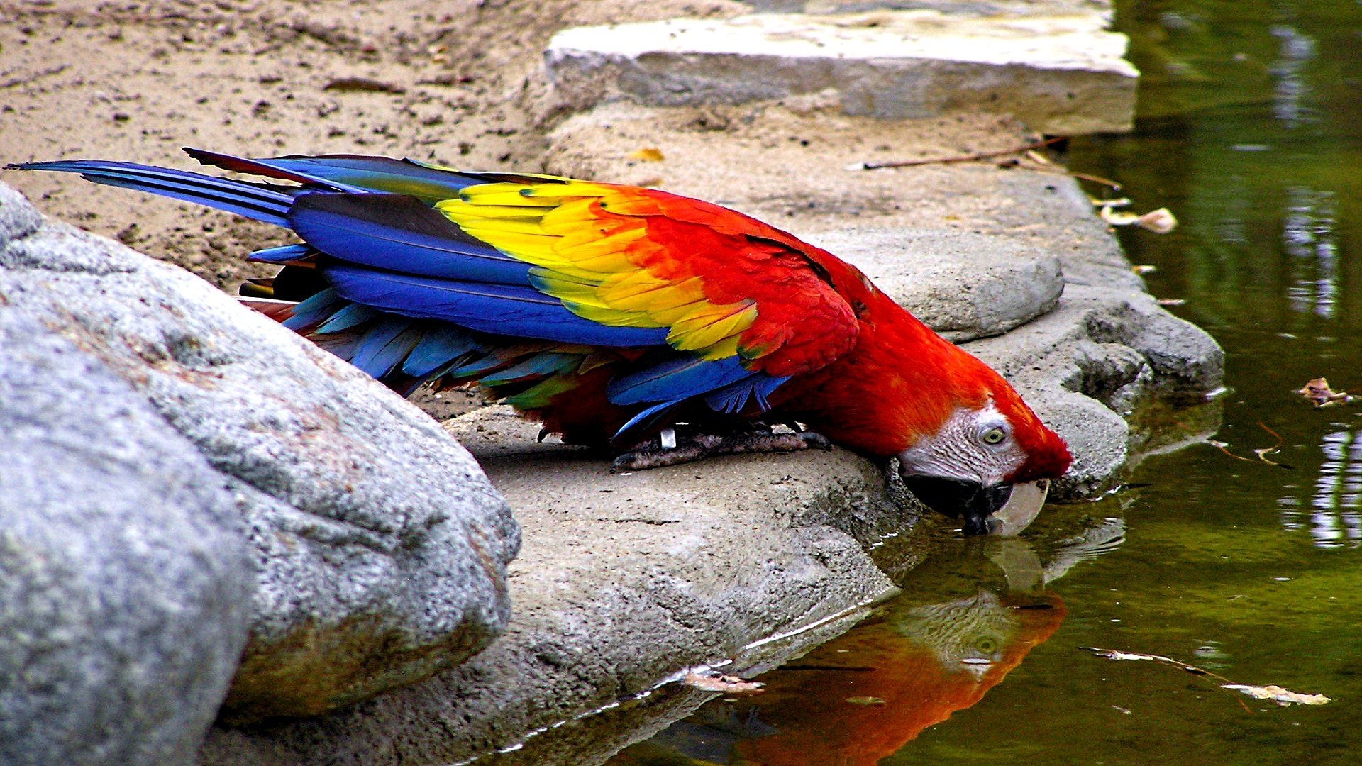 A vibrant scarlet macaw leans over the edge of a stone surface to drink water from a pond.