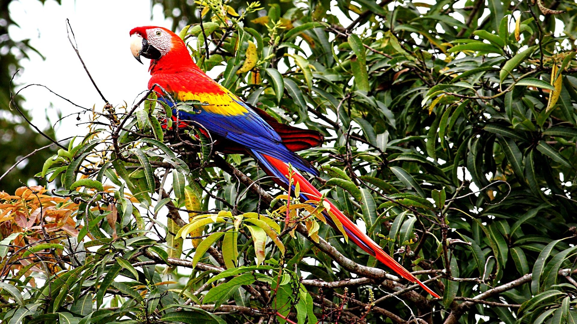 A vibrant scarlet macaw perched on a leafy tree branch, showcasing its bright red, blue, and yellow feathers.
