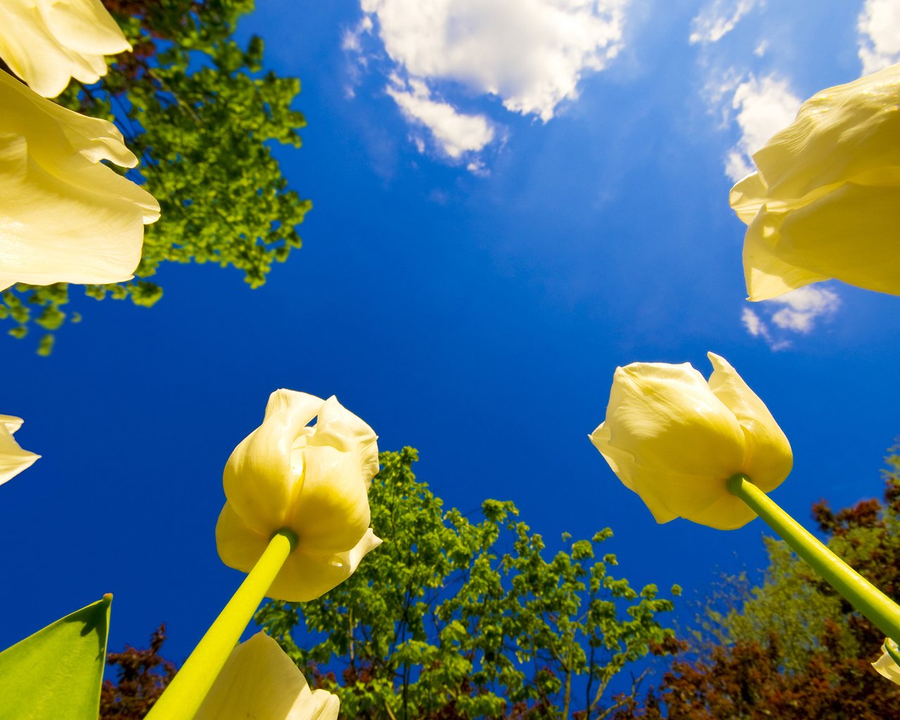 A vibrant view of yellow tulips against a clear blue sky, surrounded by green foliage, capturing the beauty of nature in full bloom.