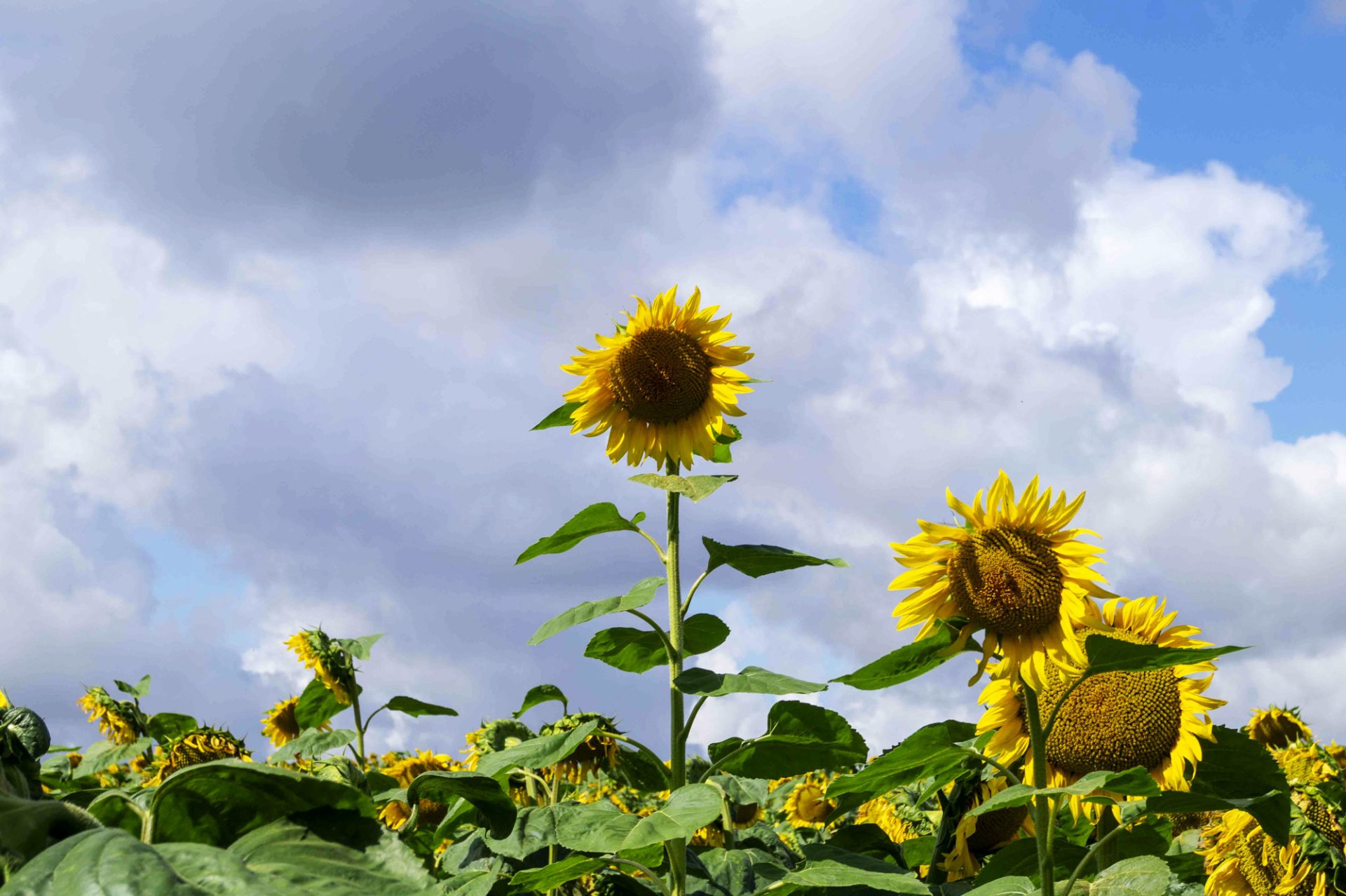 nature sunflower Image
