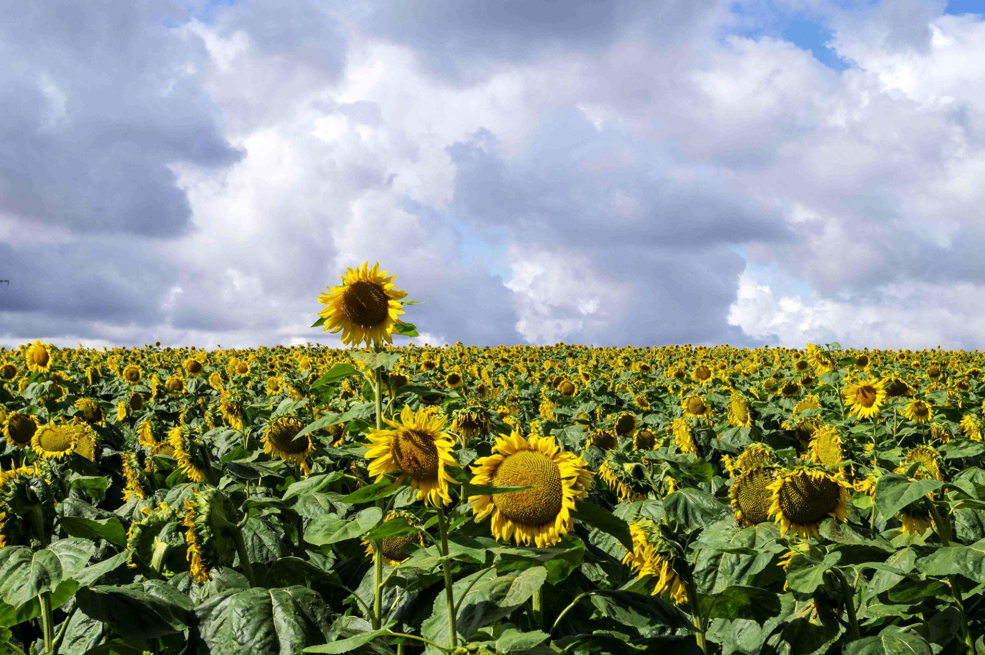 nature sunflower Image