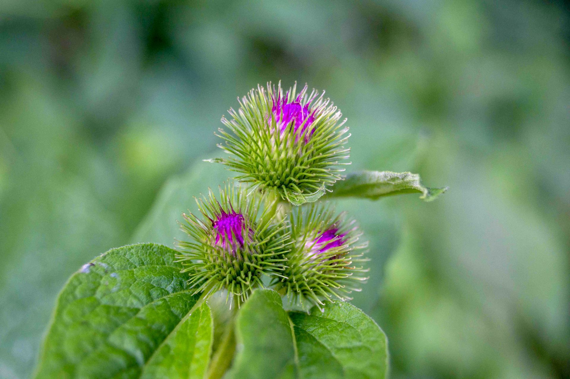 lesser burdock nature flower Image