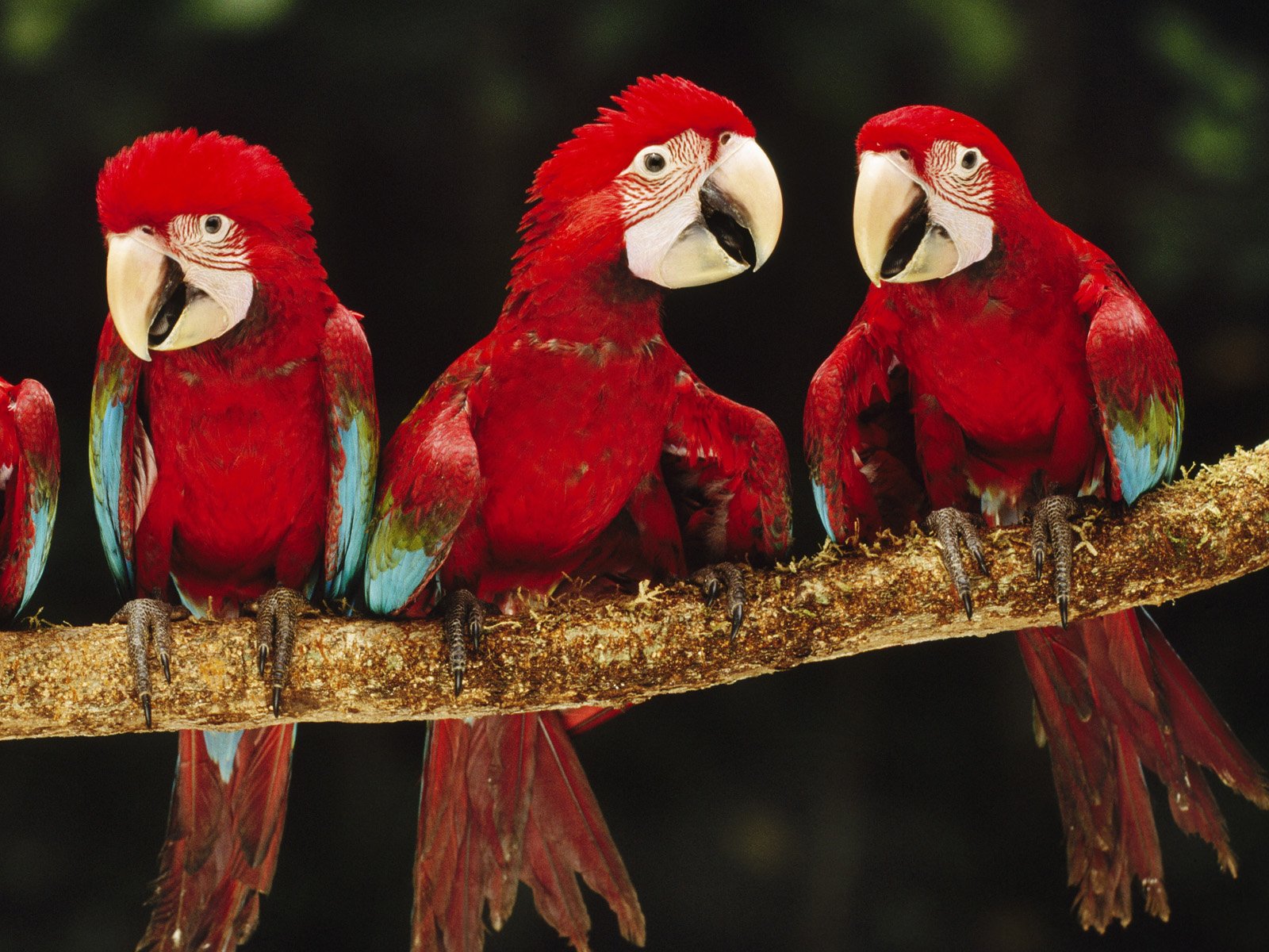 Animal Red-and-green Macaw Image