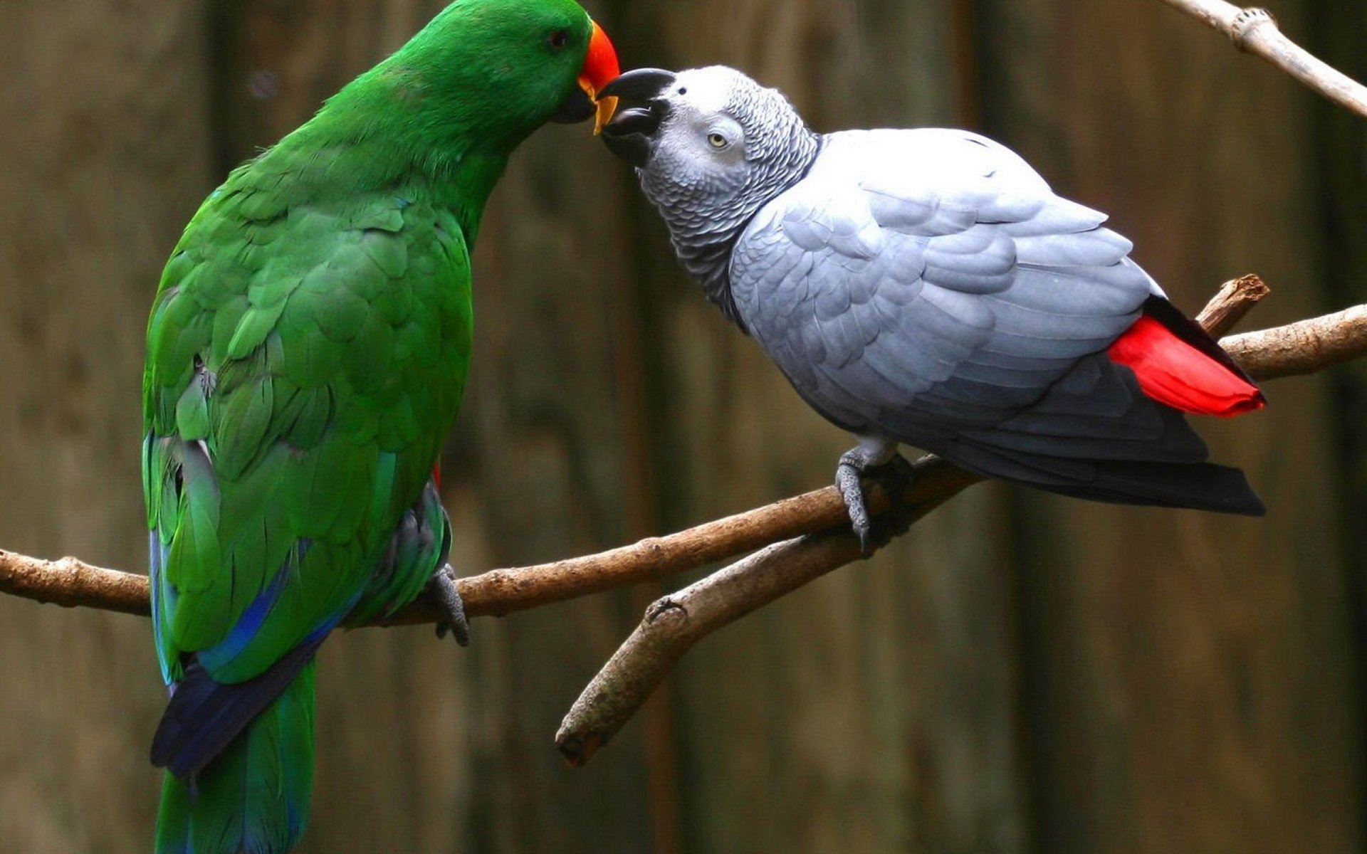 A vibrant green parrot interacts closely with a grey African Grey Parrot on a branch, showcasing their colorful plumage and playful behavior.