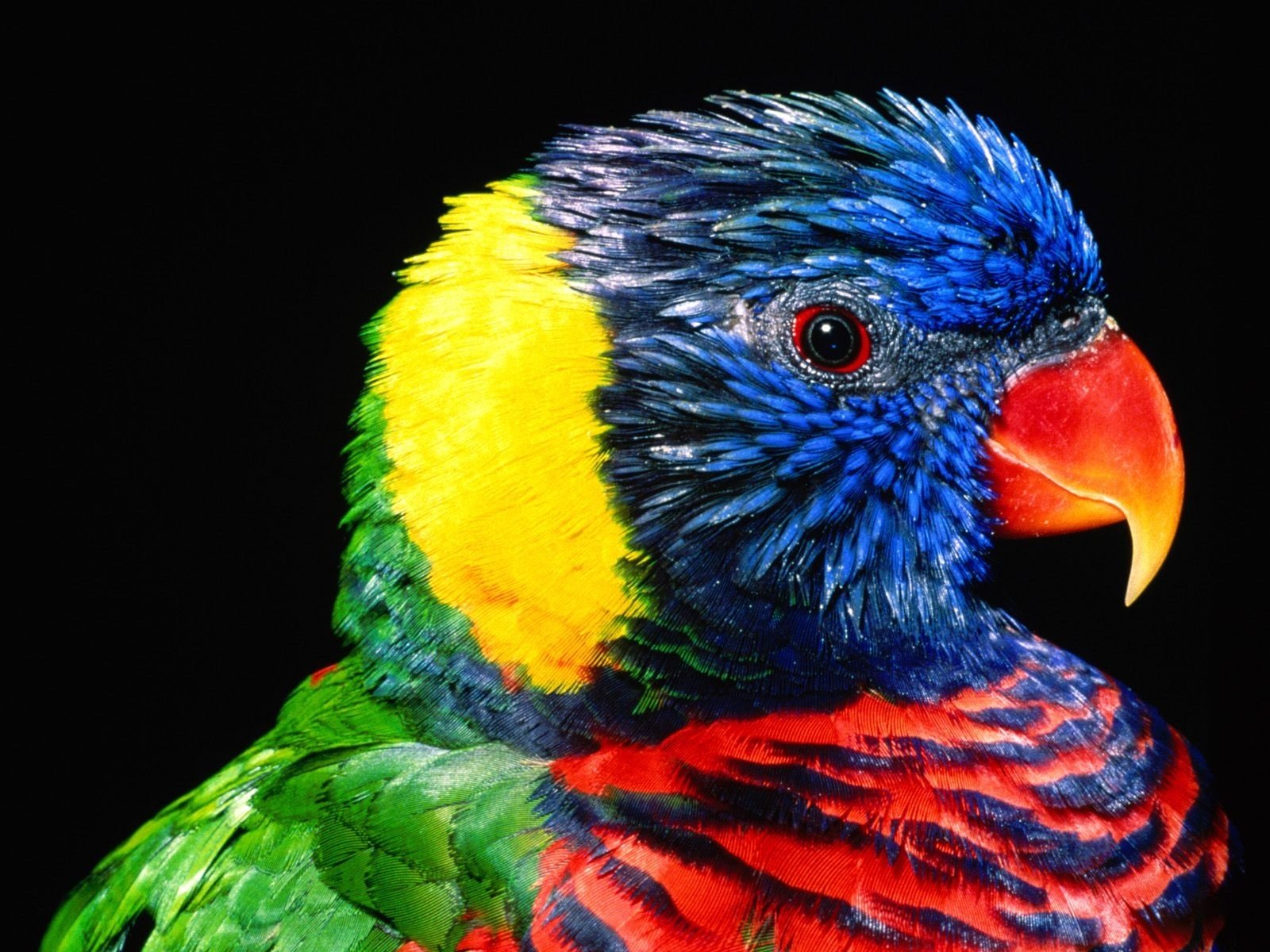 Animal rainbow lorikeet Image