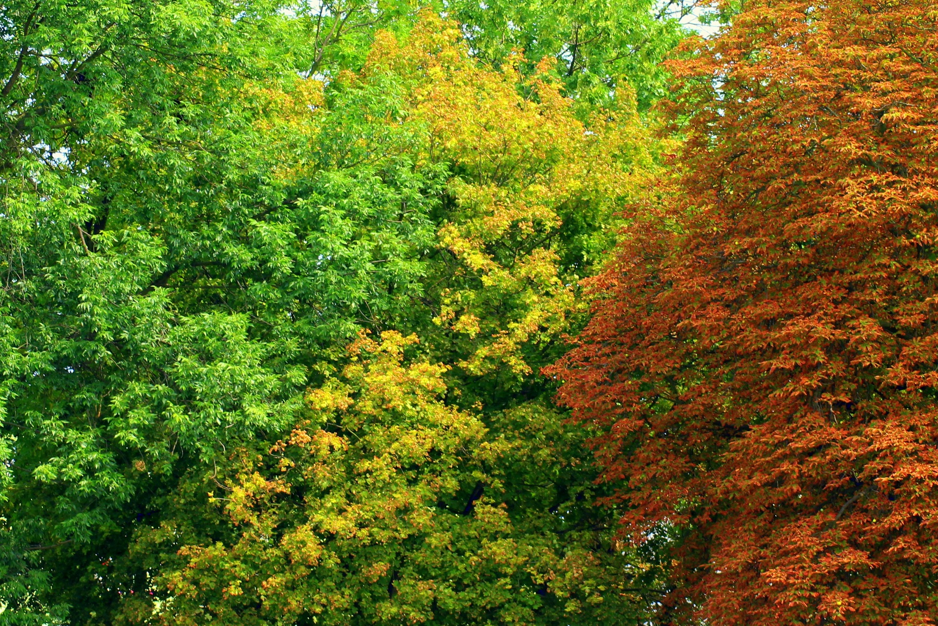 Листья широколиственных деревьев