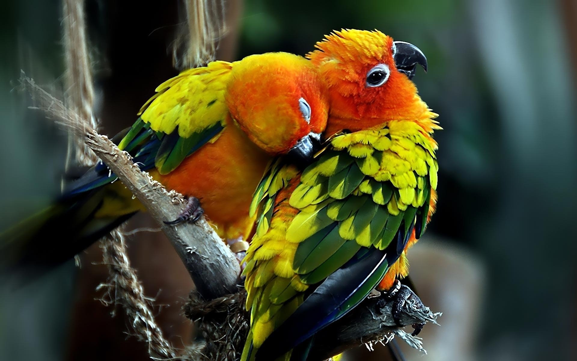 Two vibrant sun parakeets cuddle closely on a branch, showcasing their bright orange and green feathers in a serene, natural setting.
