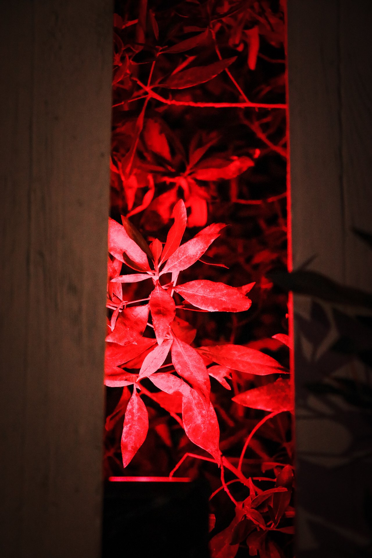 photography plant Image